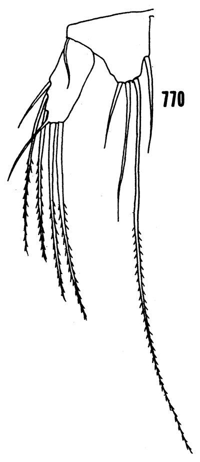 Espce Distioculus minor - Planche 8 de figures morphologiques