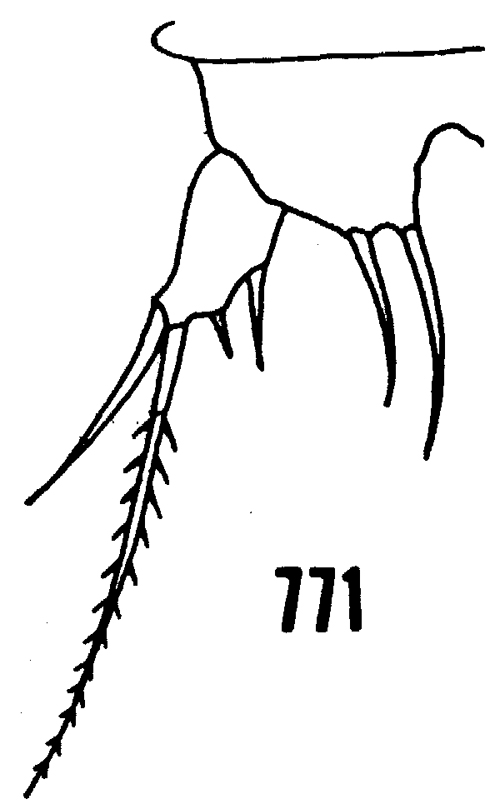 Espce Distioculus minor - Planche 9 de figures morphologiques