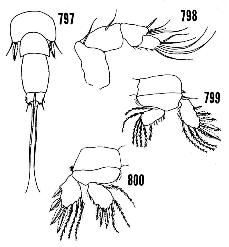 Espce Saphirella tropica - Planche 2 de figures morphologiques
