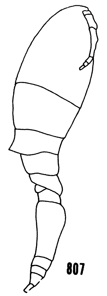 Espèce Triconia conifera - Planche 27 de figures morphologiques