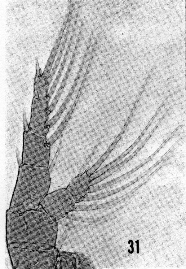 Espce Labidocera nerii - Planche 7 de figures morphologiques