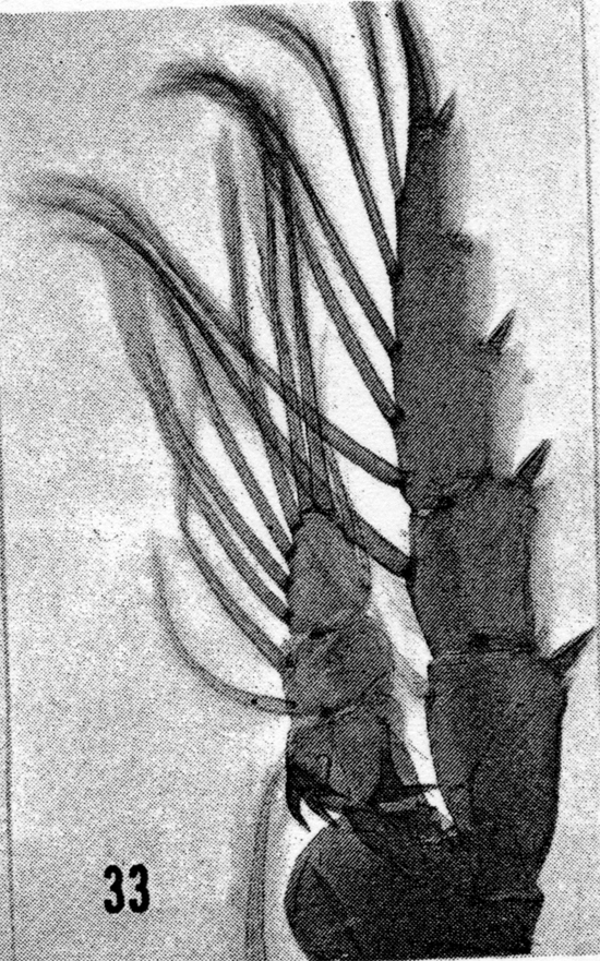 Espèce Metridia princeps - Planche 20 de figures morphologiques