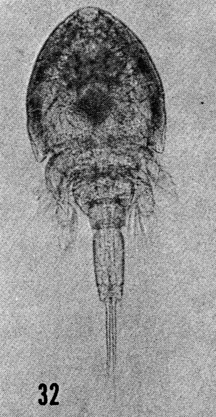Espèce Saphirella tropica - Planche 3 de figures morphologiques