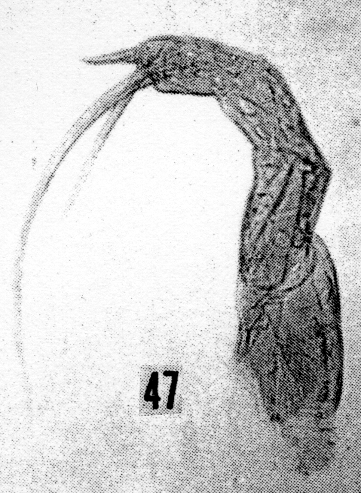 Espce Gaussia princeps - Planche 28 de figures morphologiques