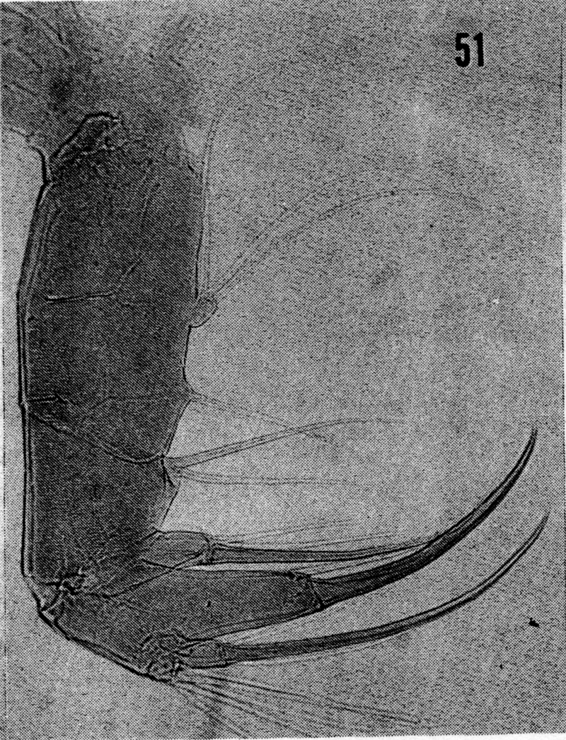 Espèce Heterostylites longicornis - Planche 14 de figures morphologiques
