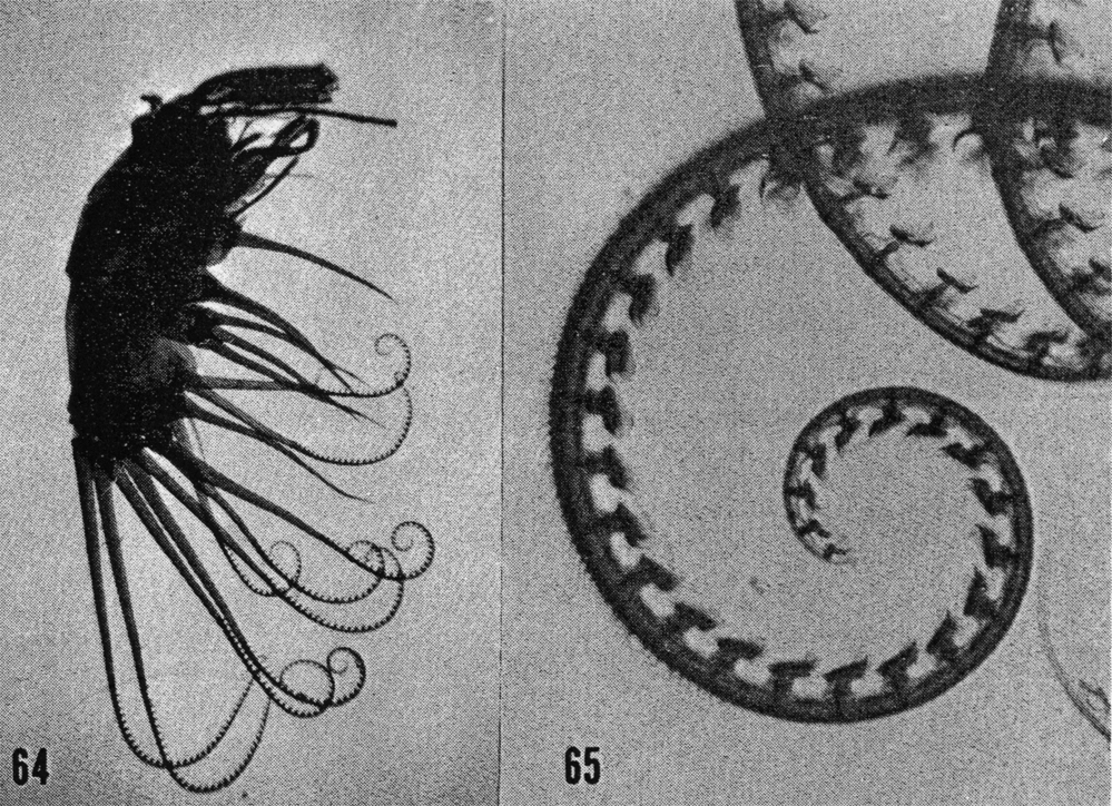 Espce Centraugaptilus horridus - Planche 11 de figures morphologiques