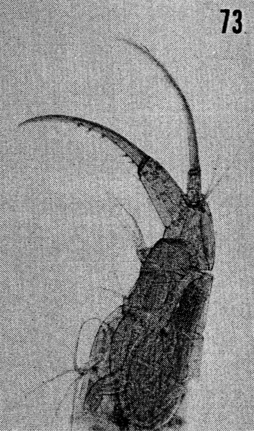 Espèce Hemirhabdus grimaldii - Planche 15 de figures morphologiques