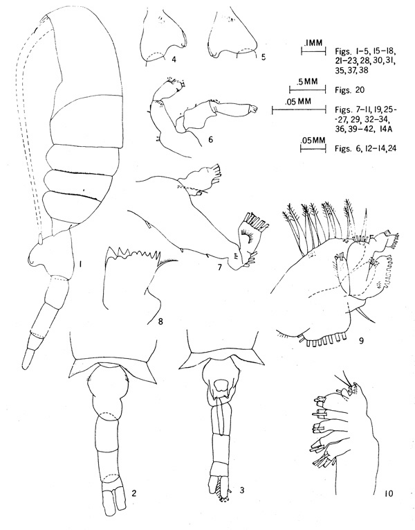 Espèce Pseudodiaptomus galapagensis - Planche 1 de figures morphologiques