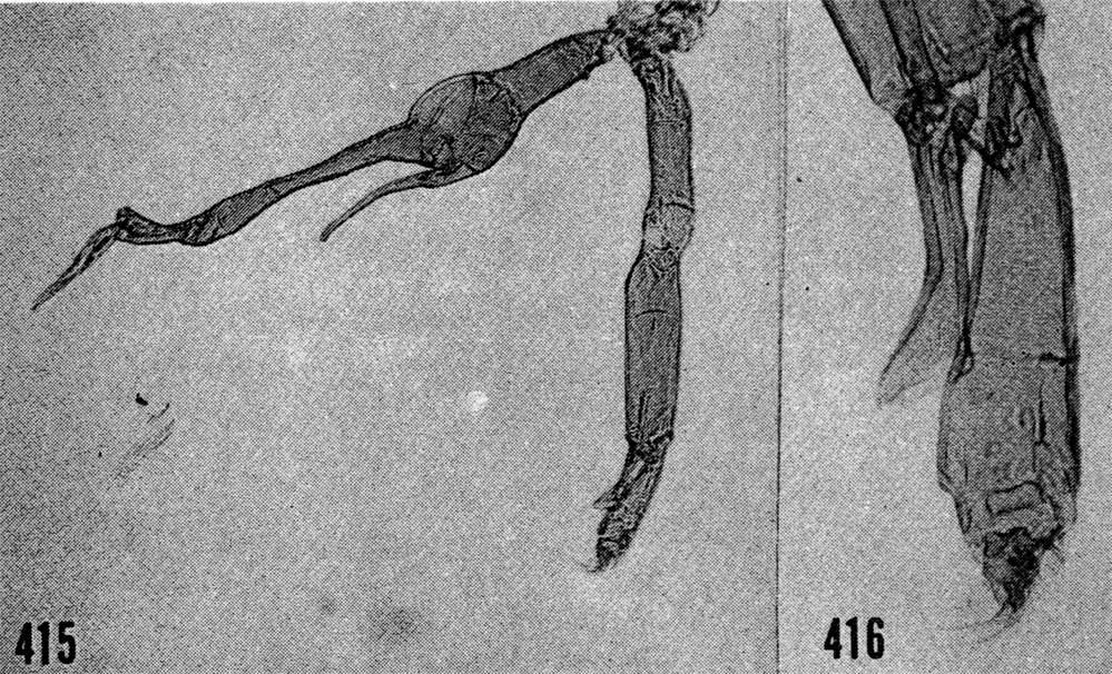 Espèce Scottocalanus thomasi - Planche 8 de figures morphologiques