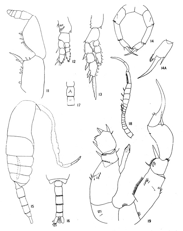 Espèce Pseudodiaptomus galapagensis - Planche 2 de figures morphologiques