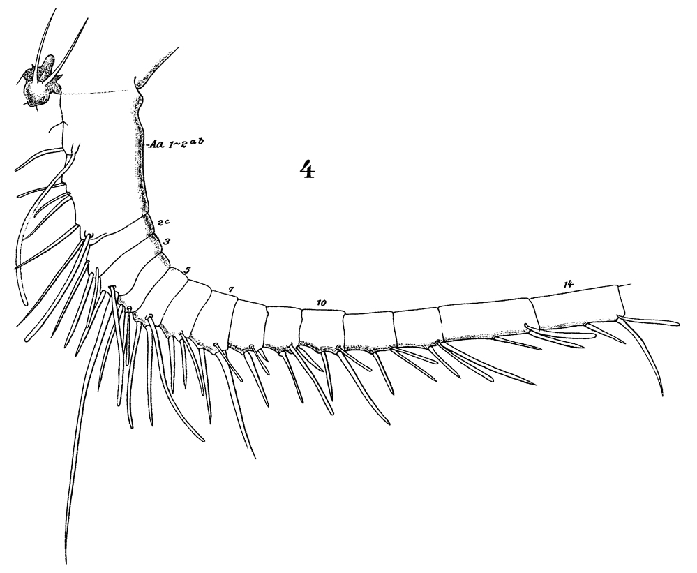 Species Heterorhabdus papilliger - Plate 20 of morphological figures