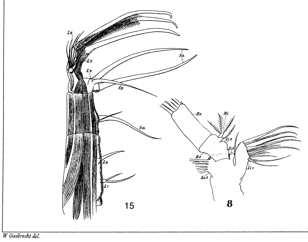 Species Heterorhabdus papilliger - Plate 21 of morphological figures