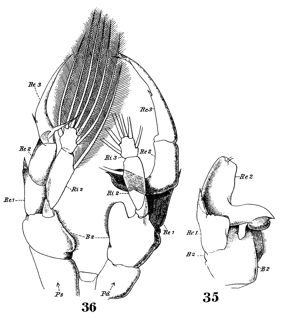 Species Heterorhabdus papilliger - Plate 26 of morphological figures