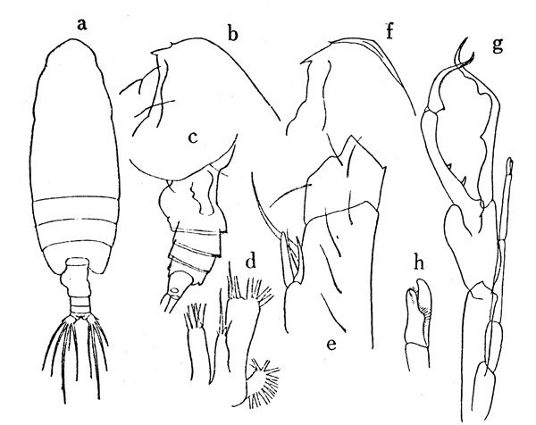Espèce Euchirella pulchra - Planche 1 de figures morphologiques
