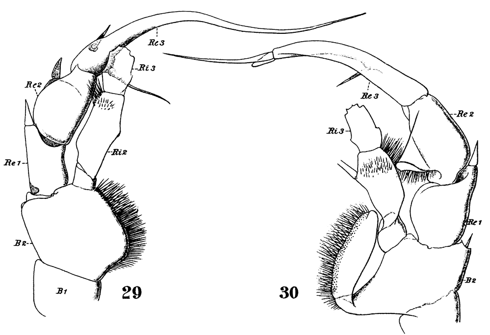 Species Heterorhabdus abyssalis - Plate 8 of morphological figures