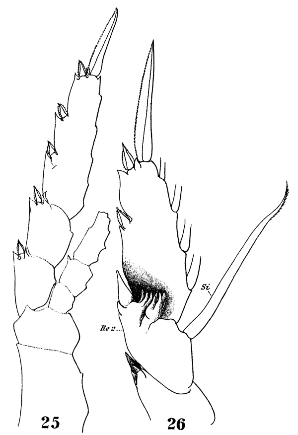 Espèce Heterostylites longicornis - Planche 18 de figures morphologiques