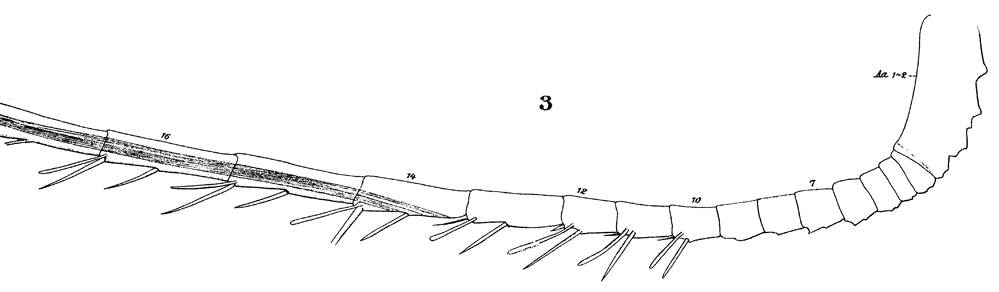 Espèce Heterorhabdus spinifrons - Planche 28 de figures morphologiques