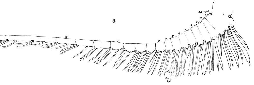 Espce Lucicutia flavicornis - Planche 20 de figures morphologiques