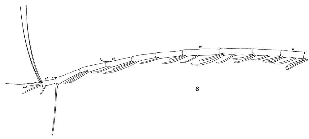 Espce Lucicutia flavicornis - Planche 21 de figures morphologiques