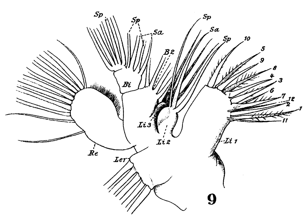 Espce Lucicutia flavicornis - Planche 23 de figures morphologiques