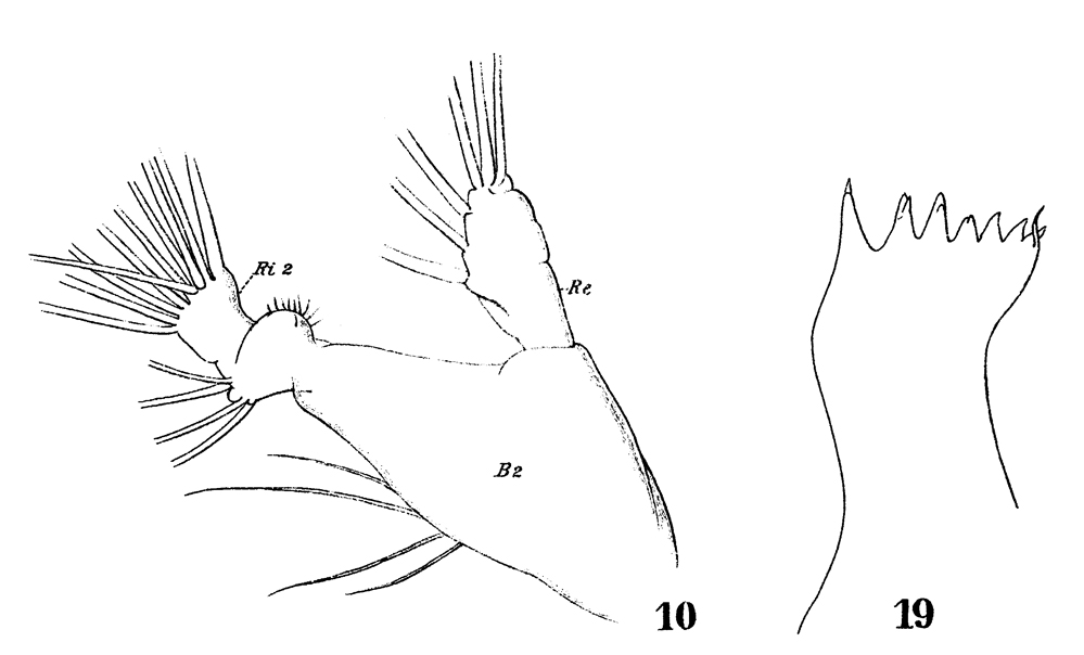 Espce Lucicutia flavicornis - Planche 22 de figures morphologiques
