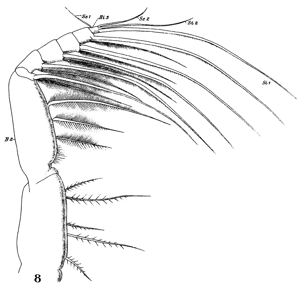 Espce Lucicutia flavicornis - Planche 24 de figures morphologiques
