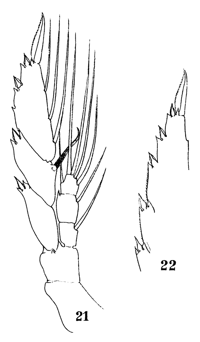 Espce Lucicutia flavicornis - Planche 26 de figures morphologiques