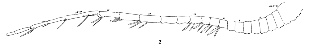 Espce Lucicutia flavicornis - Planche 27 de figures morphologiques