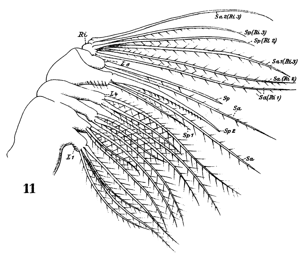 Espce Lucicutia flavicornis - Planche 28 de figures morphologiques