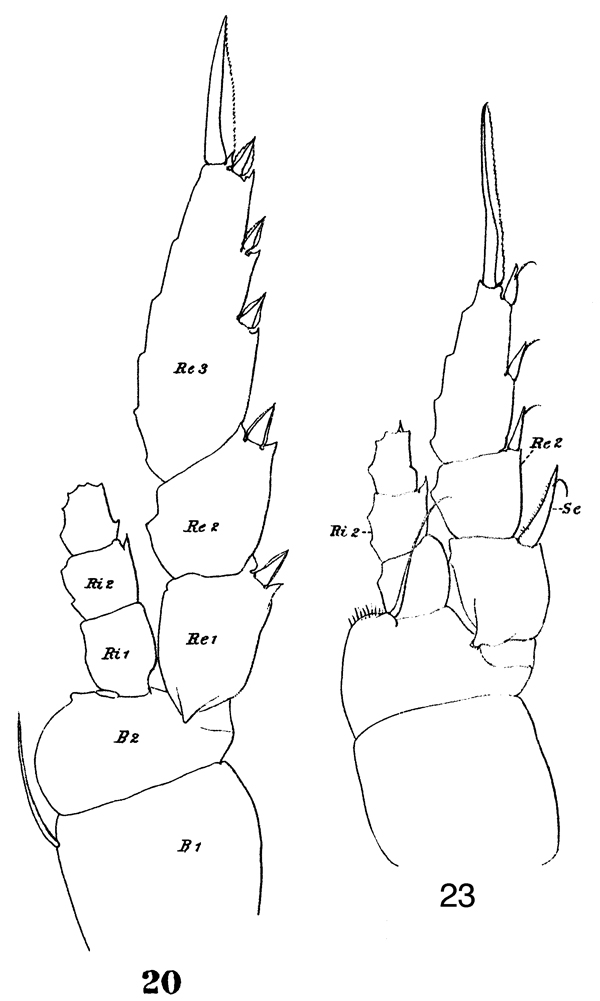 Species Lucicutia flavicornis - Plate 29 of morphological figures
