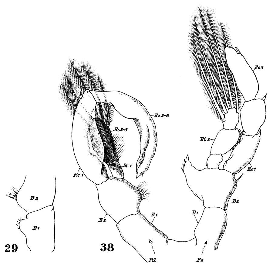 Espce Lucicutia flavicornis - Planche 30 de figures morphologiques