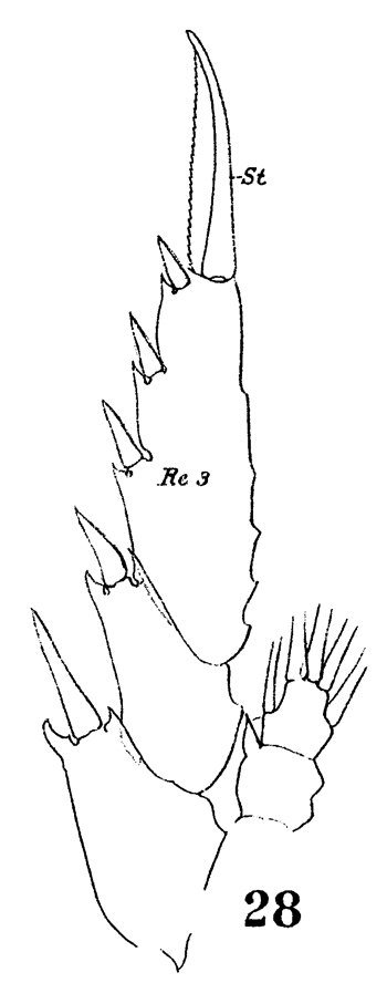 Species Lucicutia longiserrata - Plate 8 of morphological figures
