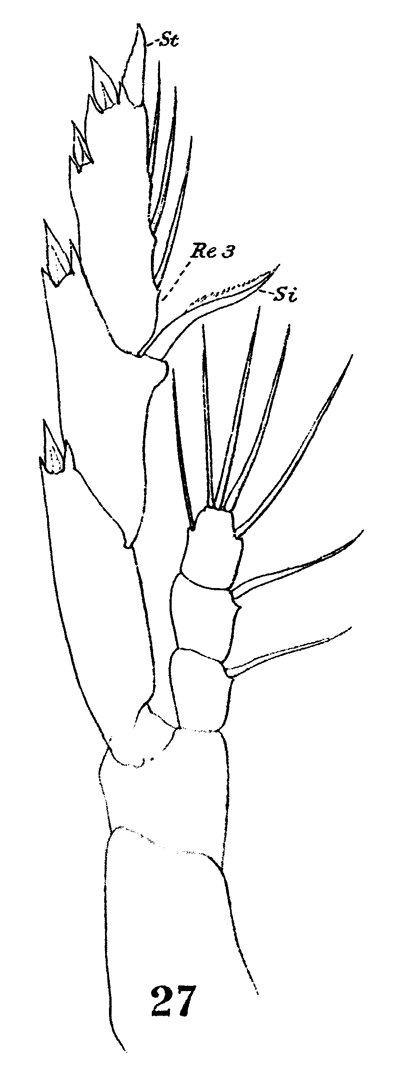 Espèce Lucicutia clausi - Planche 14 de figures morphologiques