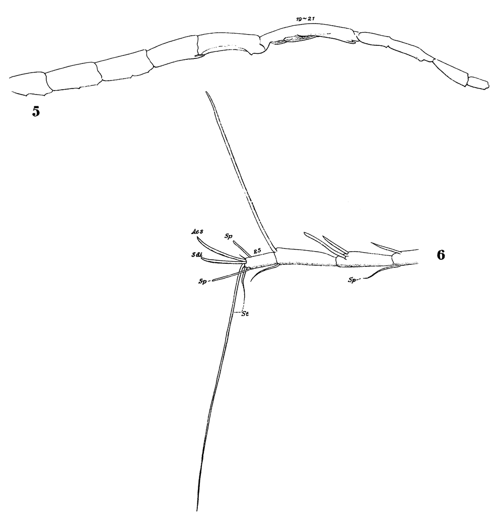 Espèce Lucicutia clausi - Planche 15 de figures morphologiques