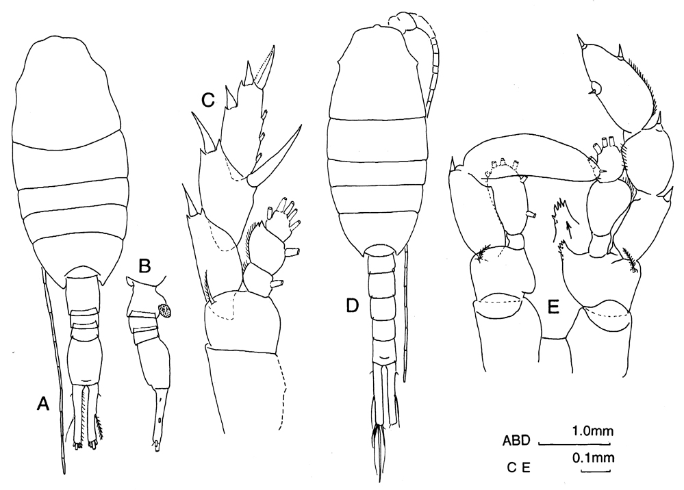 Espce Lucicutia grandis - Planche 12 de figures morphologiques