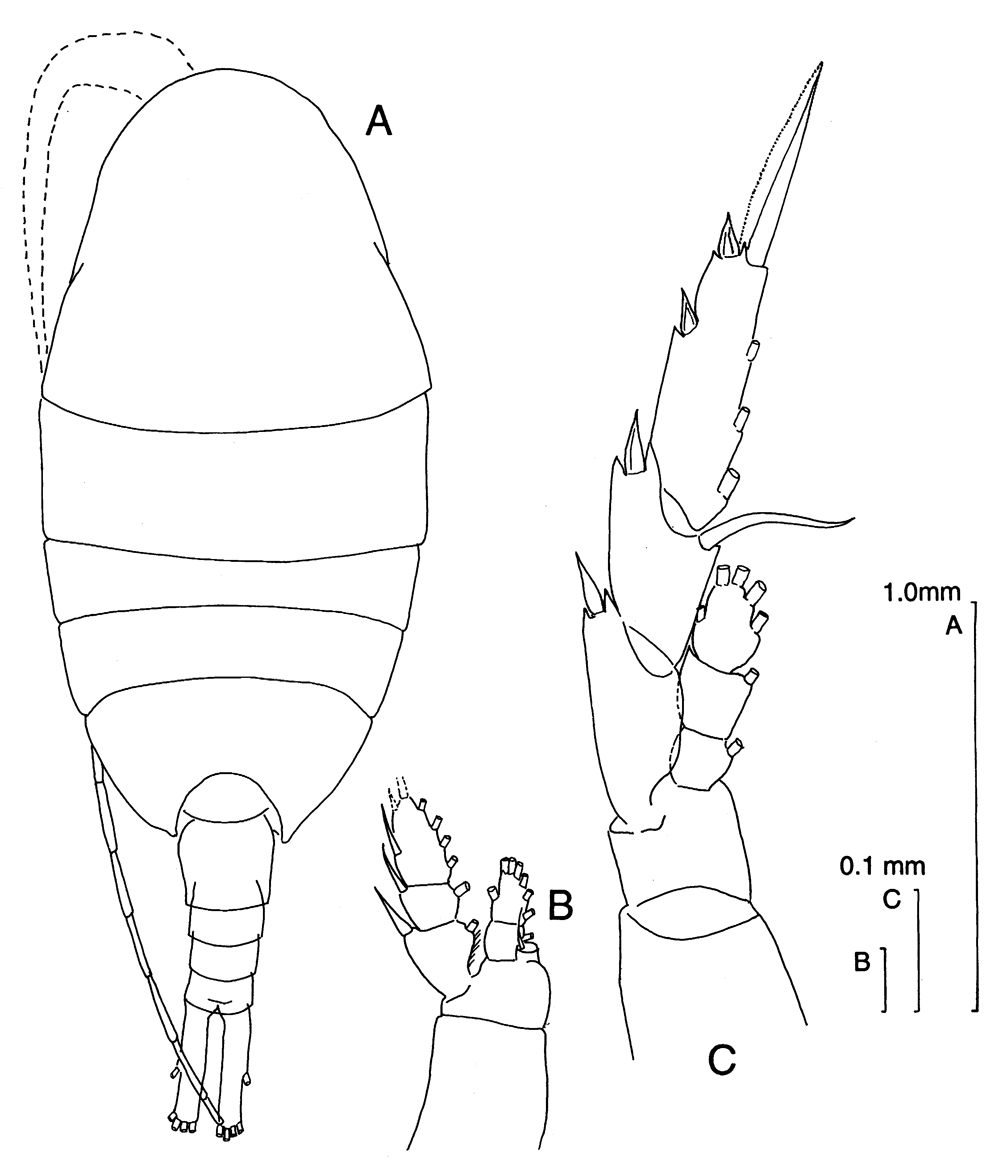 Espce Lucicutia longiserrata - Planche 12 de figures morphologiques