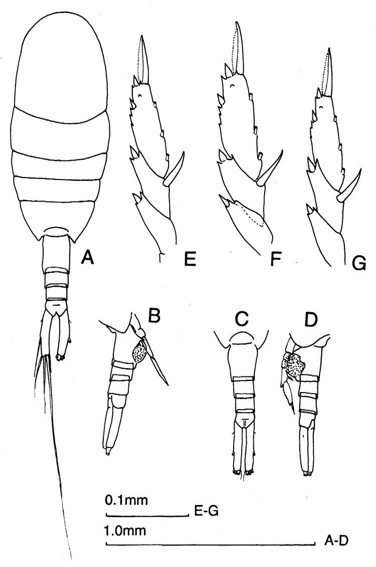 Espce Lucicutia sp. - Planche 1 de figures morphologiques