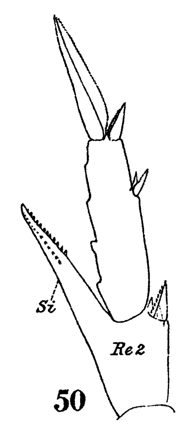 Species Centropages furcatus - Plate 11 of morphological figures