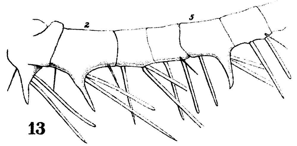 Species Centropages furcatus - Plate 10 of morphological figures