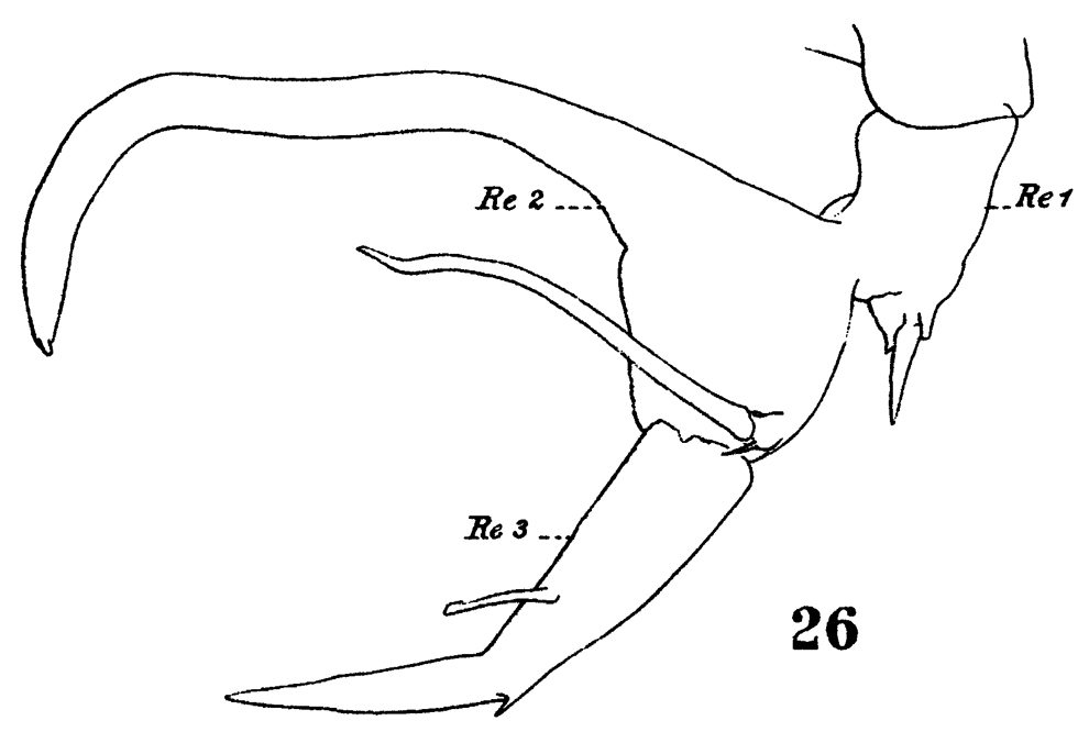 Espèce Centropages brachiatus - Planche 11 de figures morphologiques