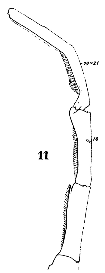 Espce Centropages calaninus - Planche 9 de figures morphologiques