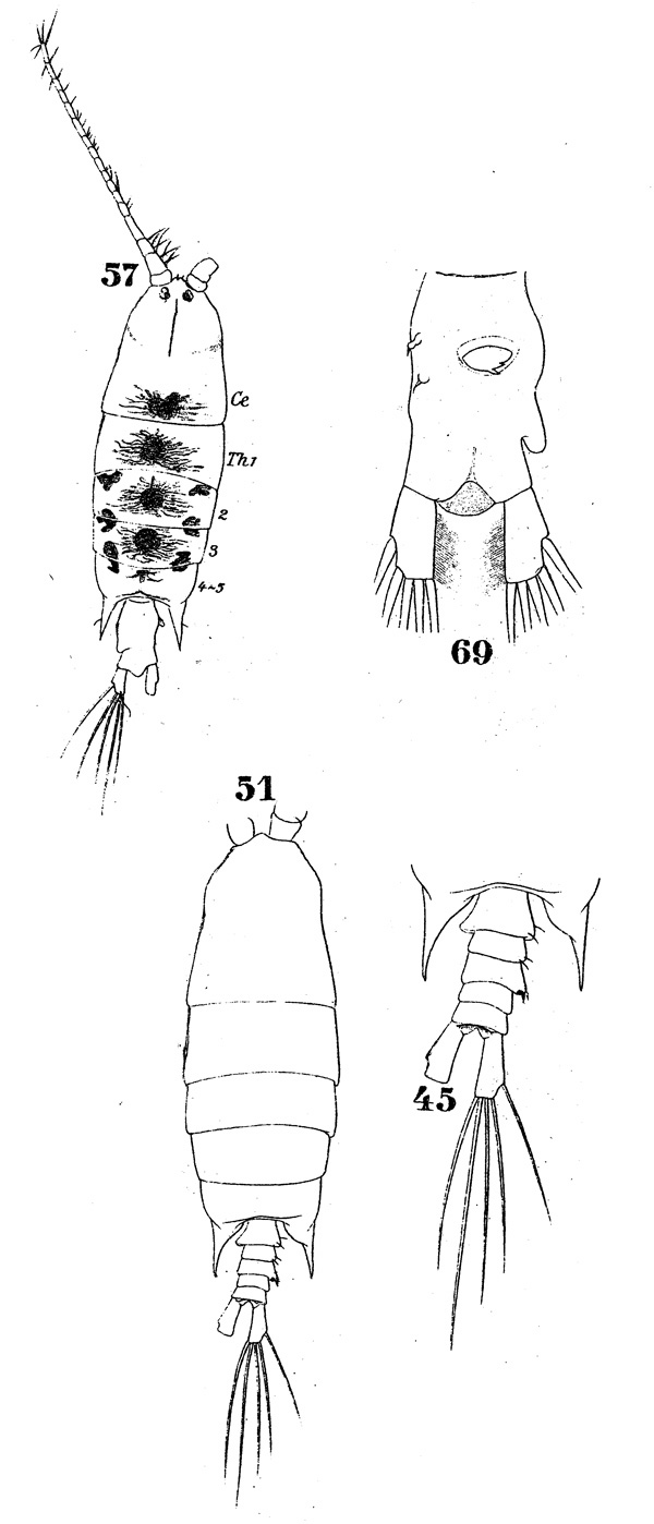 Espèce Pontellopsis villosa - Planche 2 de figures morphologiques