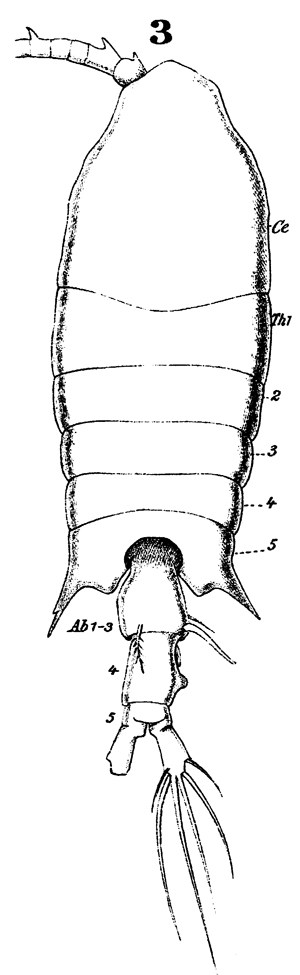 Species Centropages chierchiae - Plate 3 of morphological figures