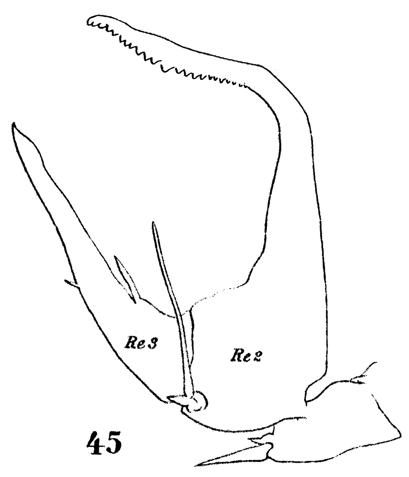 Espce Centropages chierchiae - Planche 7 de figures morphologiques