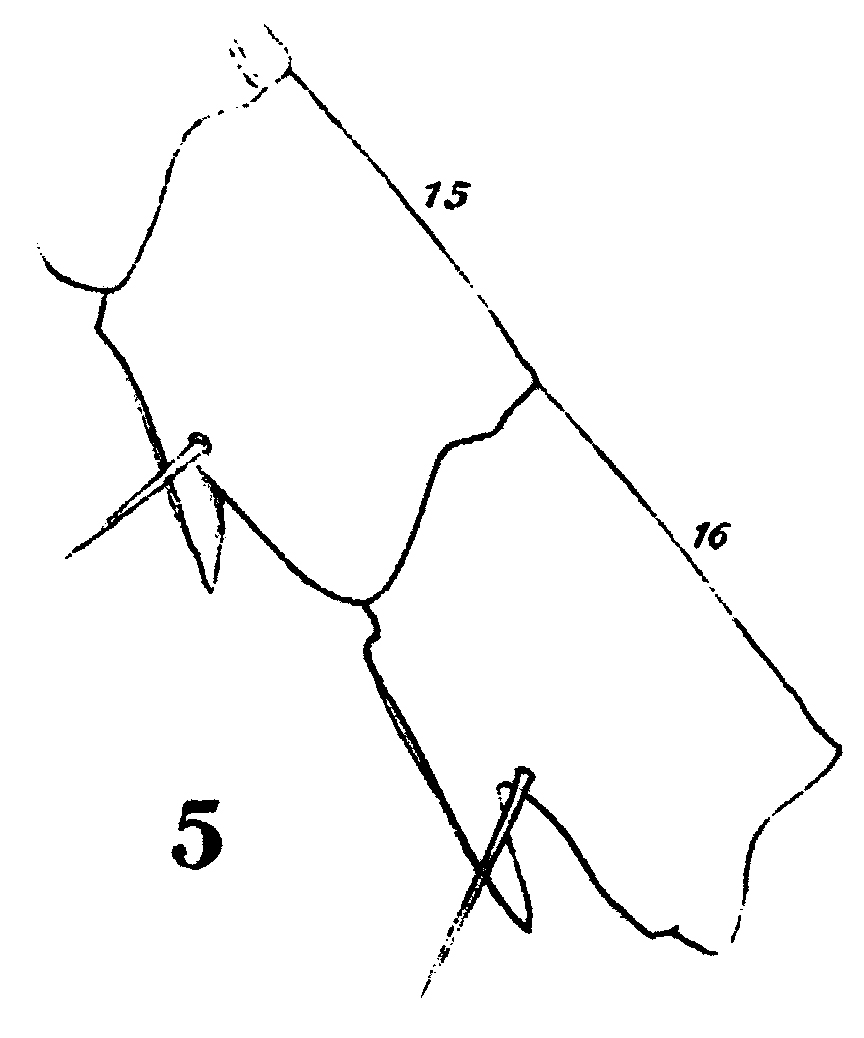 Espce Centropages chierchiae - Planche 6 de figures morphologiques