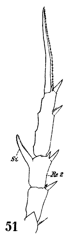 Espèce Centropages hamatus - Planche 4 de figures morphologiques