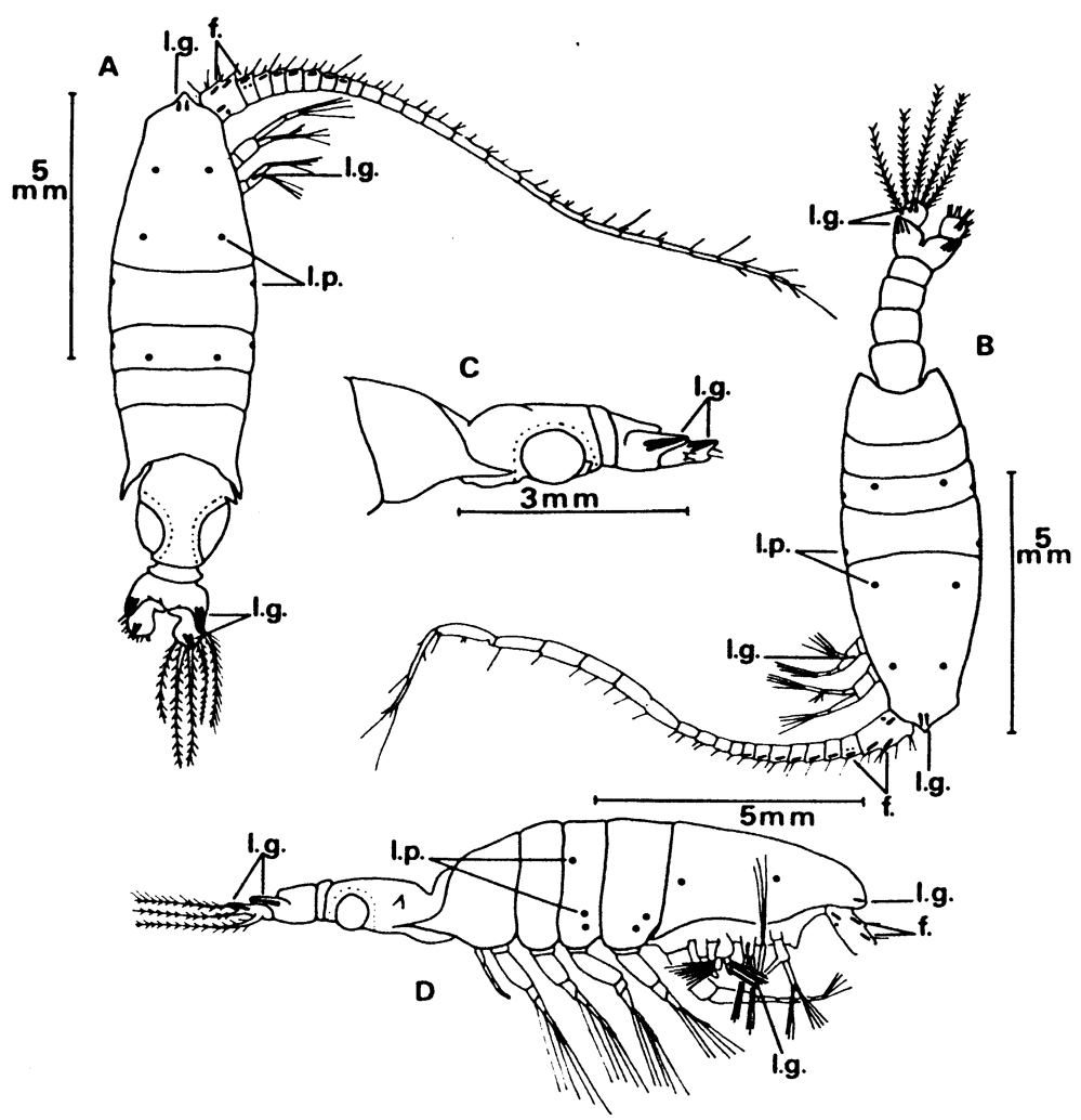 Species Gaussia princeps - Plate 30 of morphological figures