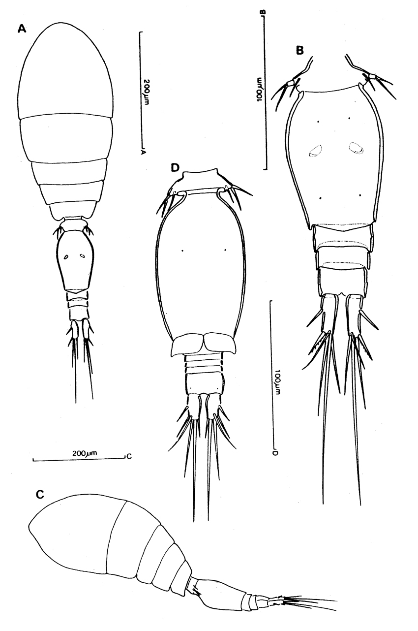 Espce Oncaea waldemari - Planche 1 de figures morphologiques
