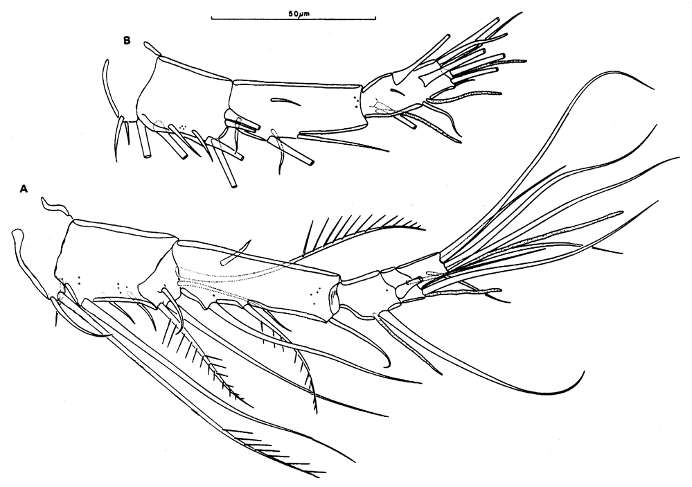 Species Oncaea waldemari - Plate 2 of morphological figures
