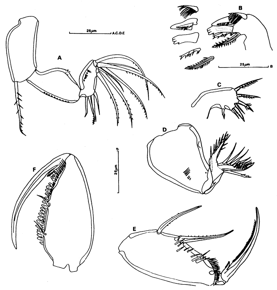Species Oncaea waldemari - Plate 3 of morphological figures